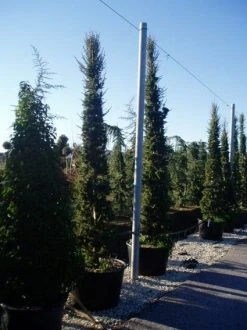 Zuilvormige Ceder (Cedrus Libani 'Fastigiata') -Groene Wereld 20070814180521 10