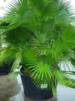 Dwergpalm (Chamaerops Humilis 'Vulcano') -Groene Wereld 20070814190943 8 1