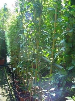 Bosrank, Groenblijvend (Clematis Armandii) -Groene Wereld 20070814193958 5 1