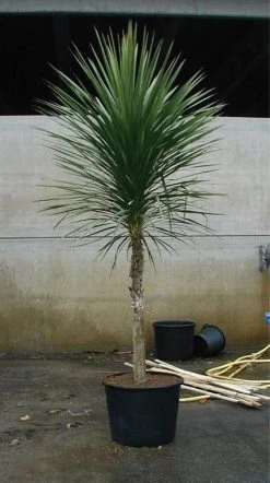 Cordyline (Cordyline Australis) -Groene Wereld 20070816135339 8 1