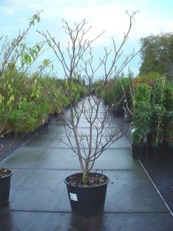 Reuzenkornoelje (Cornus Controversa 'Variegata') -Groene Wereld 20070816183642 11