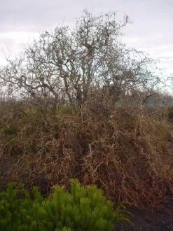 Kronkelhazelaar (Corylus Avellana 'Contorta') -Groene Wereld 20070817145524 35 7