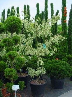 Reuzenkornoelje (Cornus Controversa 'Variegata') -Groene Wereld 20070903144245 7