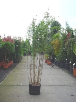 Bamboe (Fargesia Nitida 'Nymphenburg') -Groene Wereld 20070905144525 4