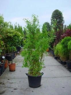 Niet Woekerende Bamboe (Fargesia Murieliae 'Jumbo')