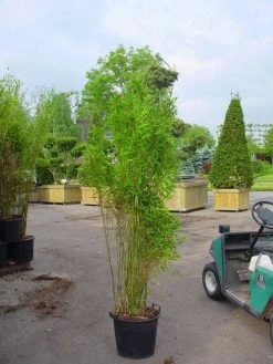 Niet Woekerende Bamboe (Fargesia 'Great Wall') 12 Niet Woekerende Bamboe (Fargesia 'Great Wall') -Groene Wereld 20070905151255 7