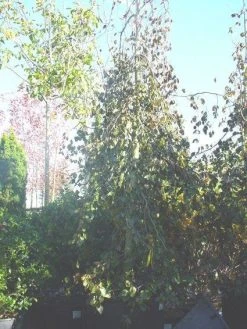 Rode Treurbeuk (Fagus Sylvatica 'Purple Fountain') -Groene Wereld 20070905224304 11