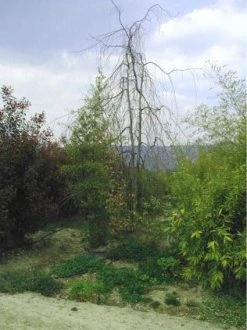 Treurbeuk (Fagus Sylvatica 'Pendula') -Groene Wereld 20070905225726 14