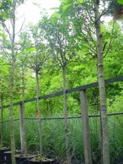 Kweepeer (Cydonia Oblonga) -Groene Wereld 20070907160839 5