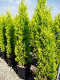 Cipres Kamerconifeer (Cupressus Macrocarpa 'Goldcrest')