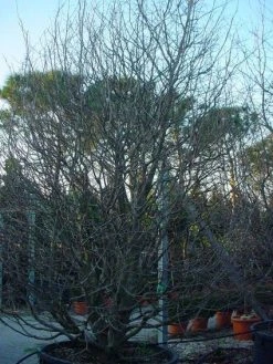 Perzisch IJzerhout Als Struik (Parrotia Persica) 17 Perzisch IJzerhout Als Struik (Parrotia Persica) -Groene Wereld 20071029100211 14