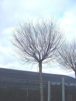 Bolprunus (Prunus Eminens 'Umbraculifera') -Groene Wereld 20071030133043 16