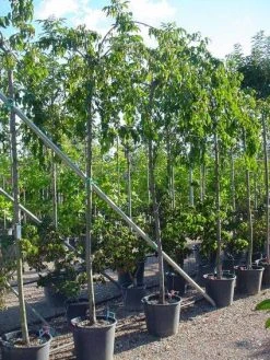 Japanse Treursierkers (Prunus Serrulata 'Kiku-shidare') -Groene Wereld 20071109164514 13 1