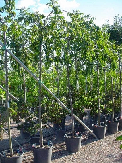 Japanse Treursierkers (Prunus Serrulata 'Kiku-shidare') 5 Japanse Treursierkers (Prunus Serrulata 'Kiku-shidare') - Afbeelding 3