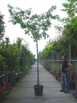 Japanse Sierkers (Prunus Serrulata 'Shirofugen')