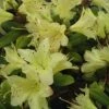 Dwergrhododendron (Rhododendron 'Princess- Anne') -Groene Wereld 20071114100749 1 3