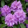 Rhododendron (Rhododendron Catawbiense 'Boursault')