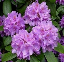 Rhododendron (Rhododendron Catawbiense 'Boursault')