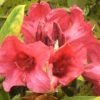 Rhododendron (Rhododendron 'Dopey') -Groene Wereld 20071114120752 2