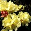 Rhododendron (Rhododendron 'Ehrengold') -Groene Wereld 20071114123231 2 1