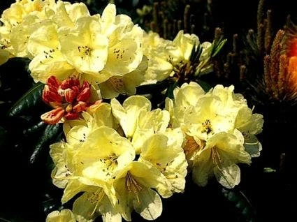 Rhododendron (Rhododendron 'Ehrengold') 3 Rhododendron (Rhododendron 'Ehrengold')