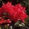 Rhododendron (Rhododendron 'Halfdan Lem') -Groene Wereld 20071114132435 2 1