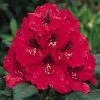 Rhododendron (Rhododendron 'Lord Roberts') -Groene Wereld 20071114152649 2 1