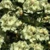 Rhododendron (Rhododendron 'Flava') -Groene Wereld 20071116101033 1