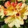 Rhododendron (Rhododendron 'Nancy Evans') -Groene Wereld 20071120164505 1 1