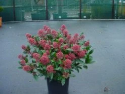 Skimmia (Skimmia Japonica 'Rubella') -Groene Wereld 20071120225150 8 2