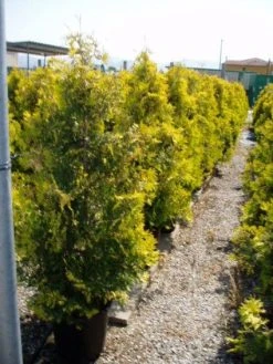 Thuja (Thuja Occidentalis 'Sunkist')