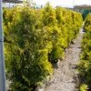 Thuja (Thuja Occidentalis 'Sunkist') -Groene Wereld 20071126132727 5