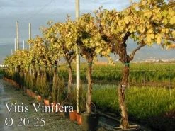 Druif, Op Stam (Vitis Vinifera) -Groene Wereld 20071129100358 5