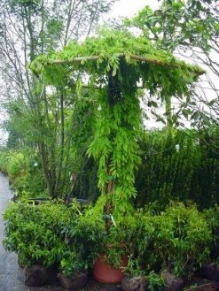 Blauwe Regen (Wisteria Sinensis) 14 Blauwe Regen (Wisteria Sinensis) -Groene Wereld 20071130090736 20