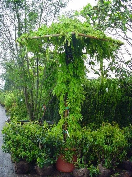 Blauwe Regen (Wisteria Sinensis) 7 Blauwe Regen (Wisteria Sinensis) - Afbeelding 5