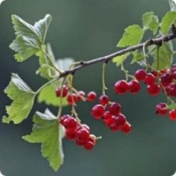 Rode Bes Op Stam (Ribes Rubrum 'Jonkheer Van Tets') -Groene Wereld 20080214142138 2 1 1