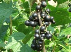 Zwarte Bes (Ribes Nigrum 'Ben Nevis') 8 Zwarte Bes (Ribes Nigrum 'Ben Nevis') -Groene Wereld 20080214151842 1 1