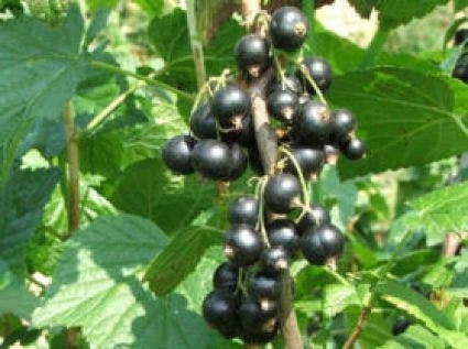 Zwarte Bes (Ribes Nigrum 'Ben Nevis') 5 Zwarte Bes (Ribes Nigrum 'Ben Nevis') - Afbeelding 3