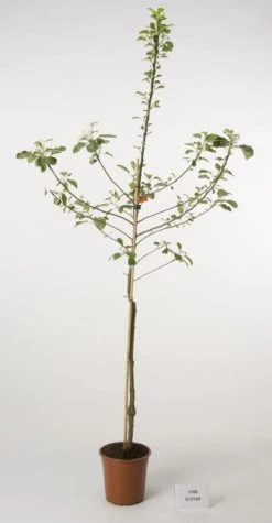 Appelboom (Malus Domestica 'Elstar') -Groene Wereld 20080311235459 6 2