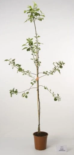 Appelboom (Malus Domestica 'Jonagold') -Groene Wereld 20080312134148 5 2