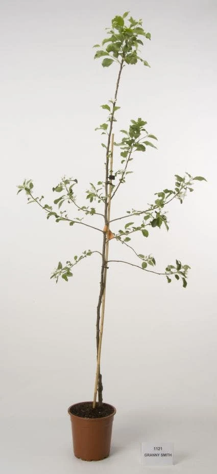 Appelboom (Malus Domestica 'Granny Smith') 4 Appelboom (Malus Domestica 'Granny Smith') - Afbeelding 2