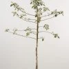 Appelboom (Malus Domestica 'James Grieve') -Groene Wereld 20080312141252 5 1