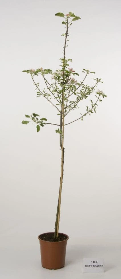Appelboom (Malus Domestica 'Cox's Orange') 5 Appelboom (Malus Domestica 'Cox's Orange') - Afbeelding 3