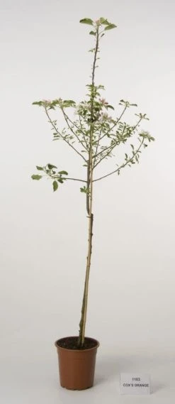 Appelboom (Malus Domestica 'Cox's Orange') -Groene Wereld 20080312144237 2 2