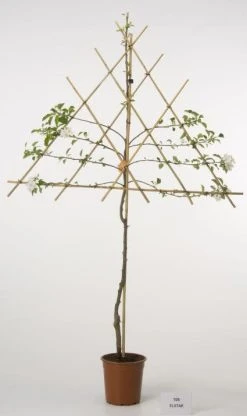 Lei-Appel (Malus Domestica 'Elstar') -Groene Wereld 20080312151002 1 1