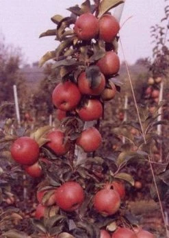 Appelboom (Malus Domestica 'Rajka') -Groene Wereld 20080317142423 2 1