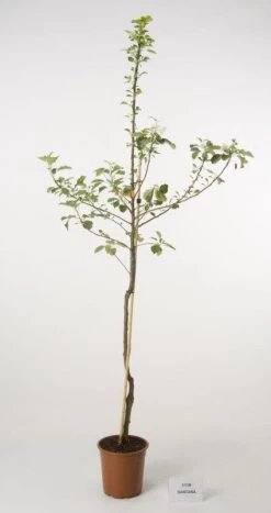 Groene Wereld -Groene Wereld 20080318143516 2