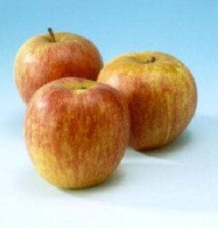 Lei-Appel (Malus Domestica 'Rode Dijkmanszoet') 3 Lei-Appel (Malus Domestica 'Rode Dijkmanszoet')