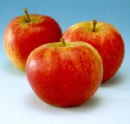 Appelboom (Malus Domestica 'Groninger Kroon') 4 Appelboom (Malus Domestica 'Groninger Kroon') - Afbeelding 2