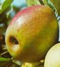 Groene Wereld -Groene Wereld 20080326222940 1